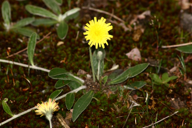 Hieracium pilosella  ( = Pilosella officinarum)